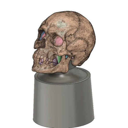 Evil Skull Swatch Caps paint bottle toppers